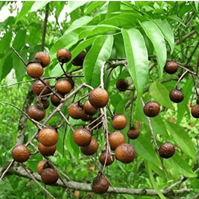 Rudraksha Spiritual Plant