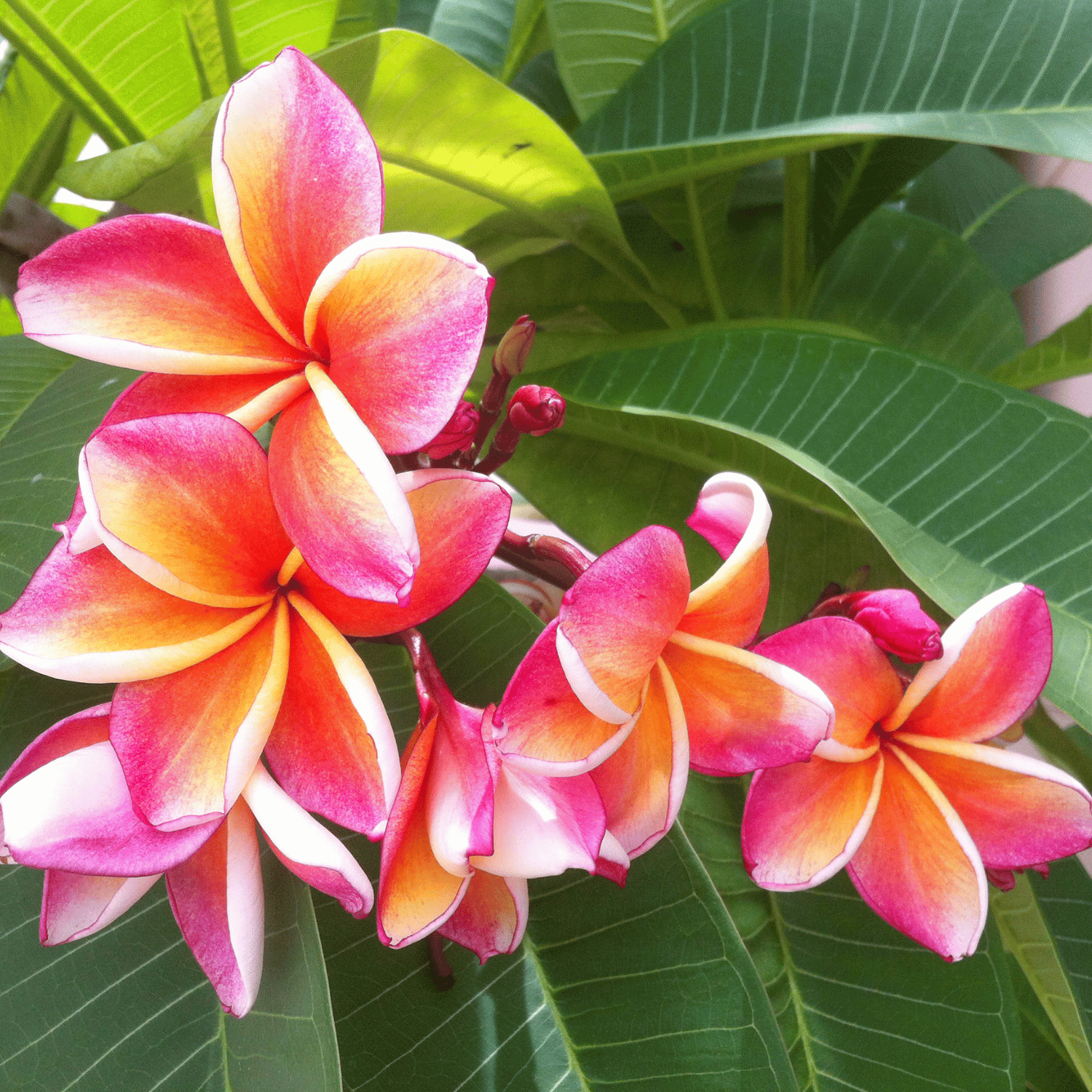 Plumeria Flower Plant