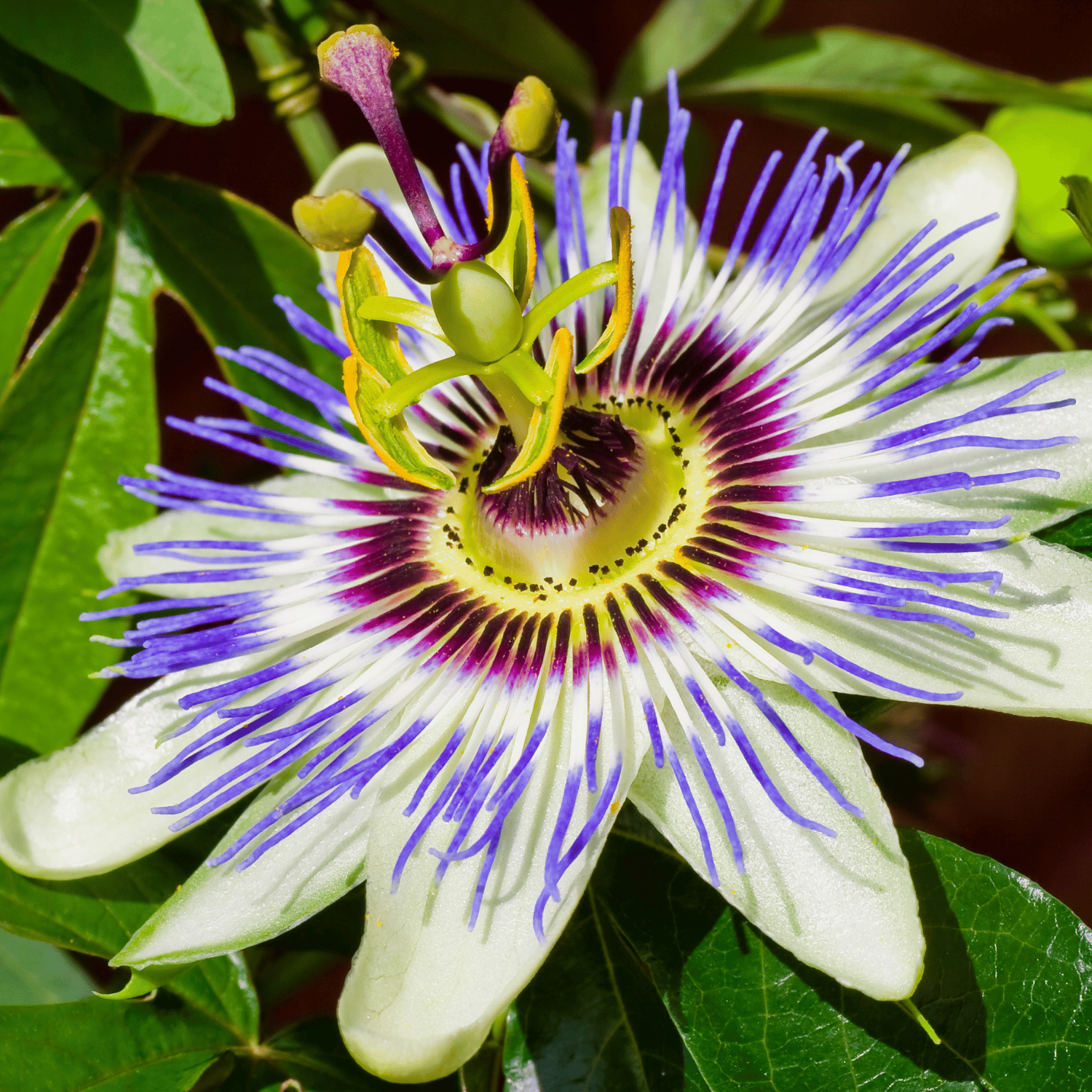 Rakhi Bell Flower / Blue Passion Fower  Plant (Passiflora caerulea)