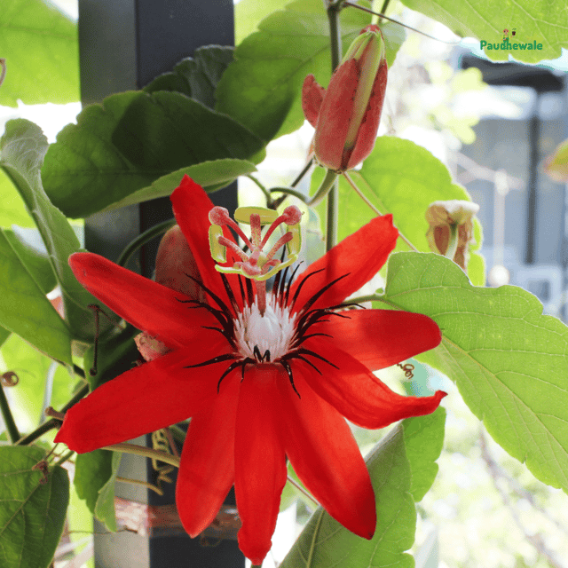 Rakhi Bell Flower Passion / Passiflora  Plant (Red)