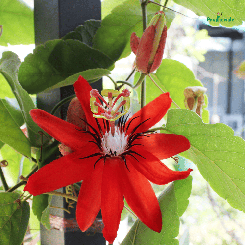 Rakhi Bell Flower Passion / Passiflora Plant (Red)