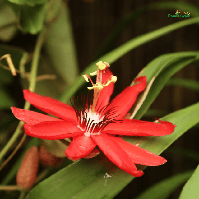 Rakhi Bell Flower Passion / Passiflora  Plant (Red)