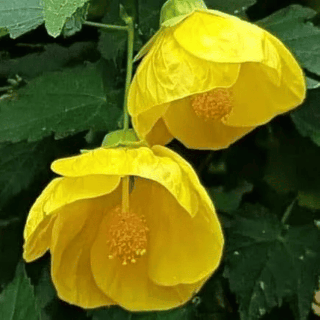 Lantern/Lanthan Hibiscus Flower Plant (Yellow)