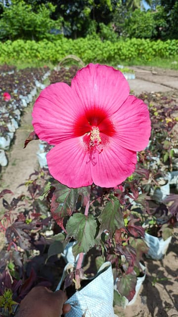 Luna Hibiscus Flower Plant (Red)