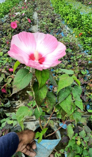 Hybrid Luna Hibiscus Flower Plant