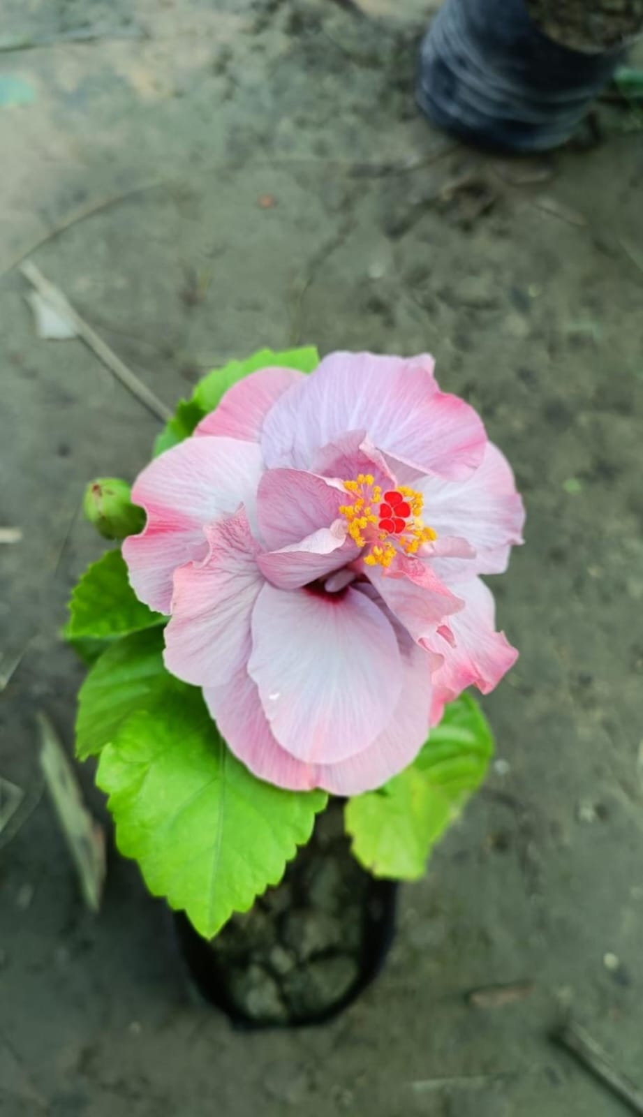 Blue Bart Hibiscus Flower Plant (Grafted)
