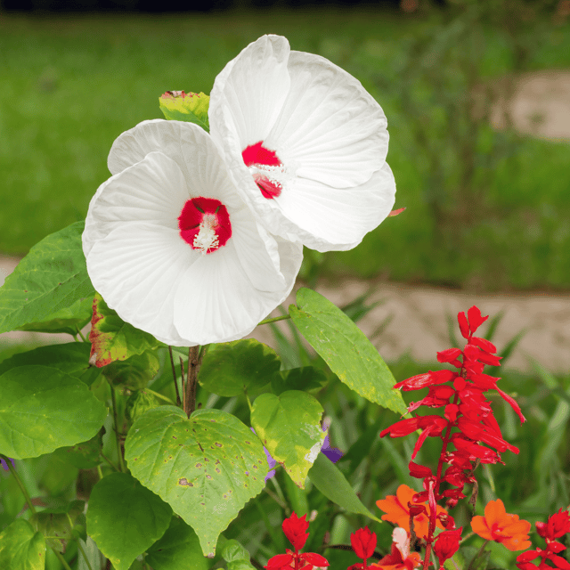 Luna White Hibiscus  Flower Plant