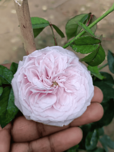 David English Rose Flower Plant (Any Colour) - Grafted