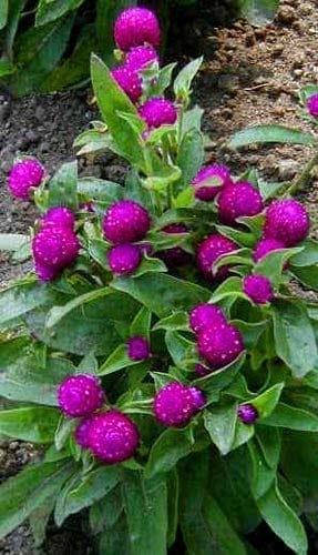 GOMPHRENA GLOBE THISTLE FLOWER SEEDS (PACK OF 50 SEEDS )
