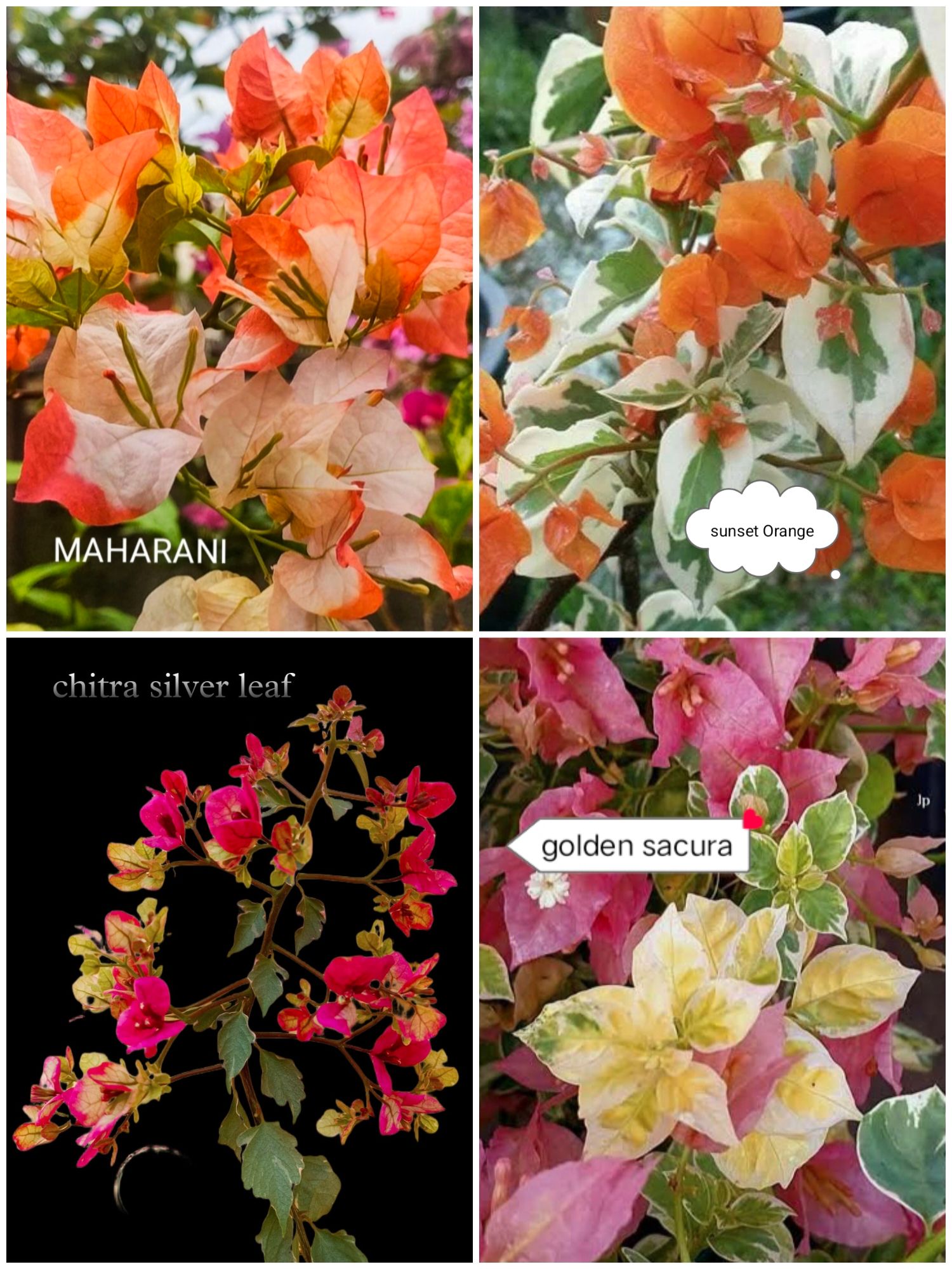 Rare Bougainvillea Plants Combo | Pack of 4