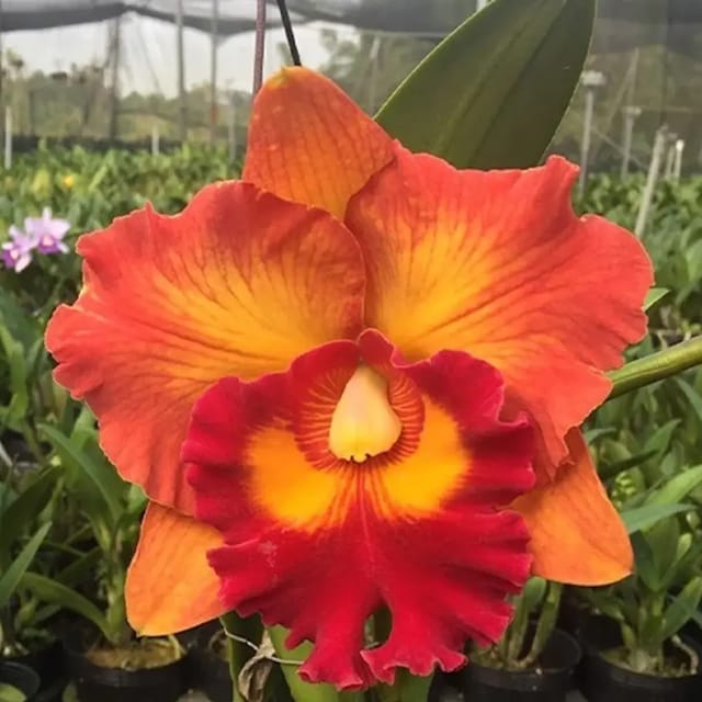 Cattleya Nakornchaisri Delight - Medium Size Plant