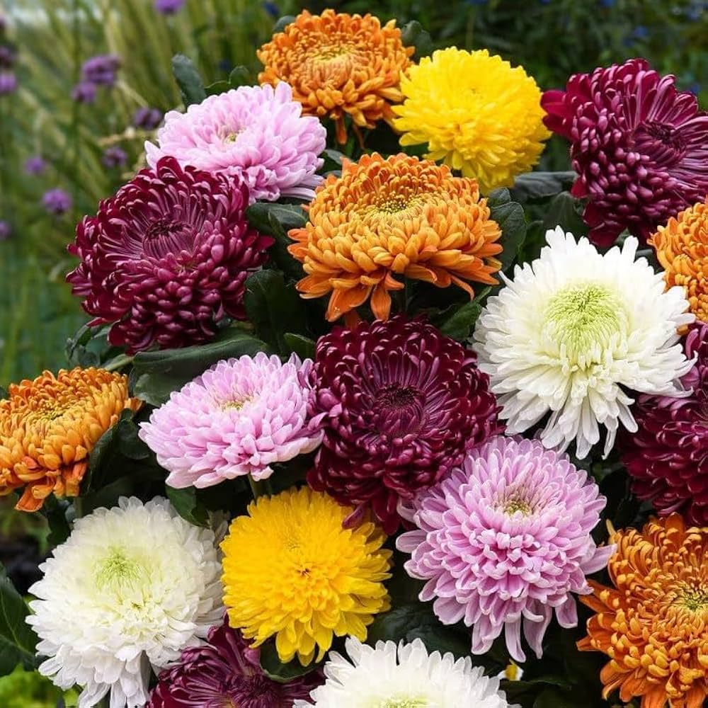 CHRYSANTHEMUM DOUBLE MIXED FLOWER SEEDS (PACK OF 30 SEEDS )