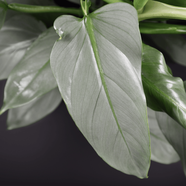 Philodendron Silver Sword Indoor Plant (Bare Rooted)