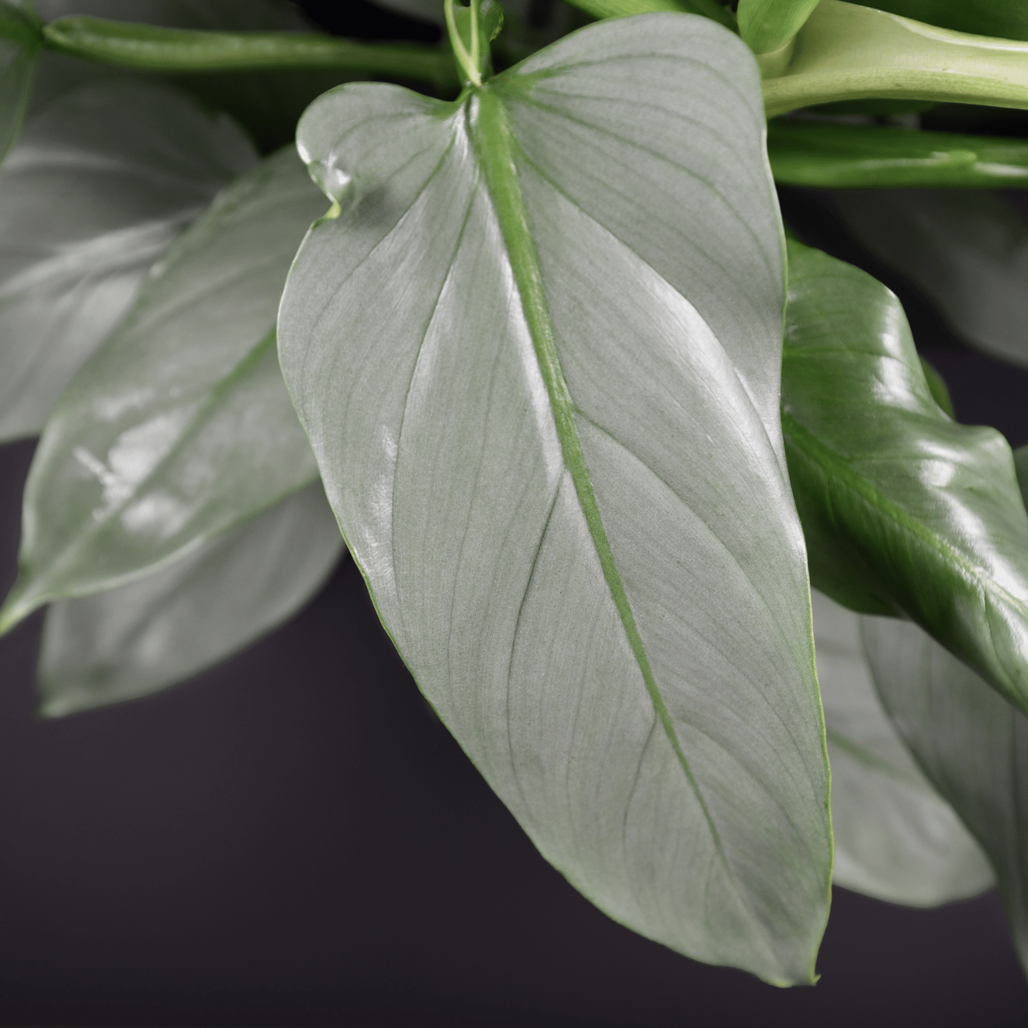 Philodendron Silver Sword Indoor Plant (Bare Rooted)