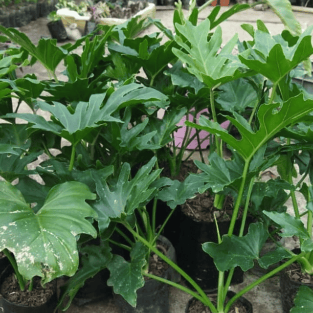 Philodendron Hope Selloum / Sellum Indoor Plant (Bare Rooted)