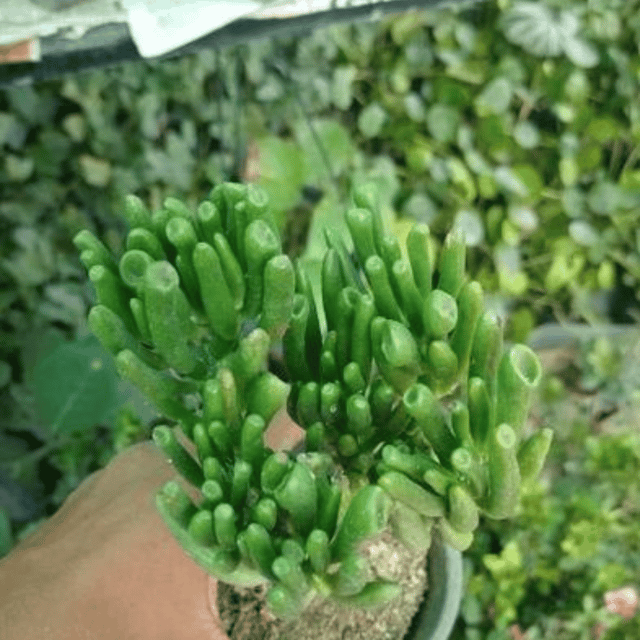 Finger Crassula Succulent Plant (Bare Rooted)