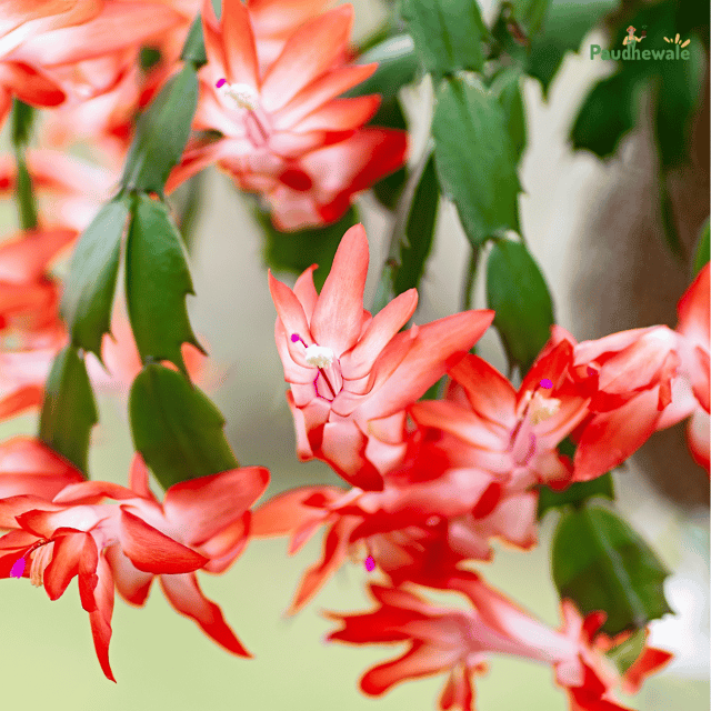 Christmas Cactus Flower -(Orange) - (Bare Rooted)