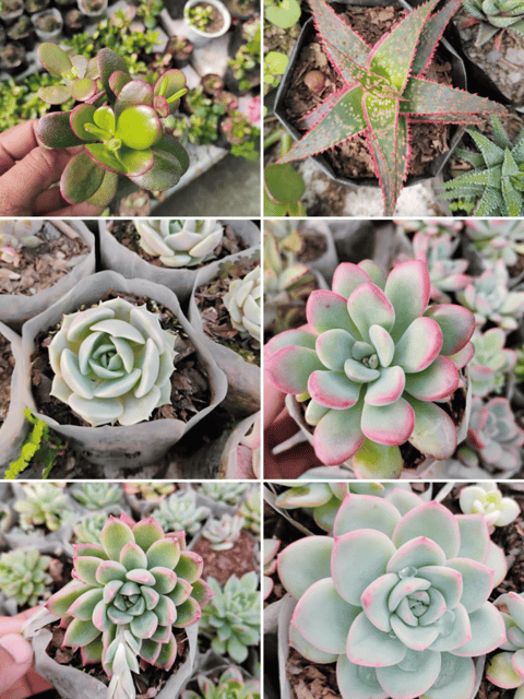 Combo Of 6 Succulent  (Bare Rooted)