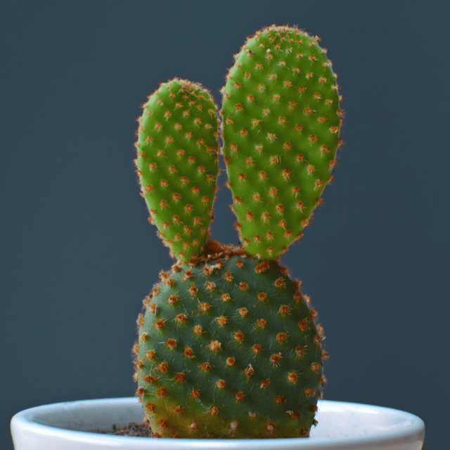 Bunny Ear Cactus (Opuntia Microdasys) - (Bare Rooted)