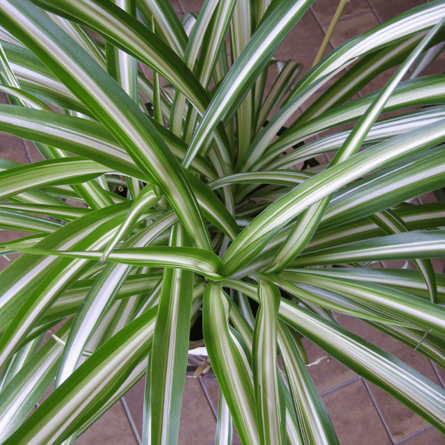 Spider Plant (Chlorophytum comosum) - Bare Rooted