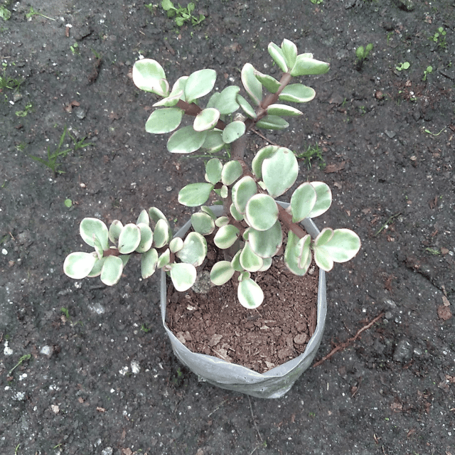 Variegated Jade Plant Succulent Plant (Bare Rooted)