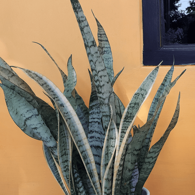 Sansevieria Whitney Silver Flame Snake Plant (Dracaena Trifasciata) - (Bare Rooted)