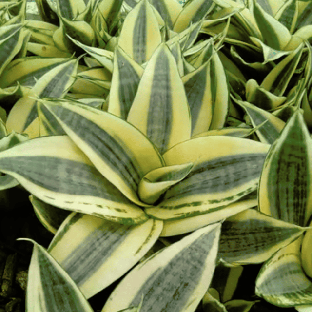Sansevieria Trifasciata Golden Snake - (Bare Rooted)