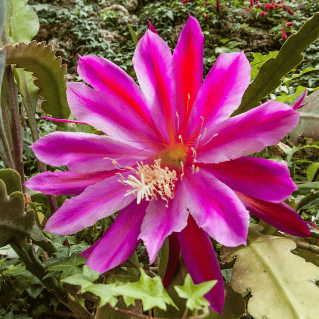 Red Brahma Kamal - (Saussurea obvallata)  (Bare Rooted)