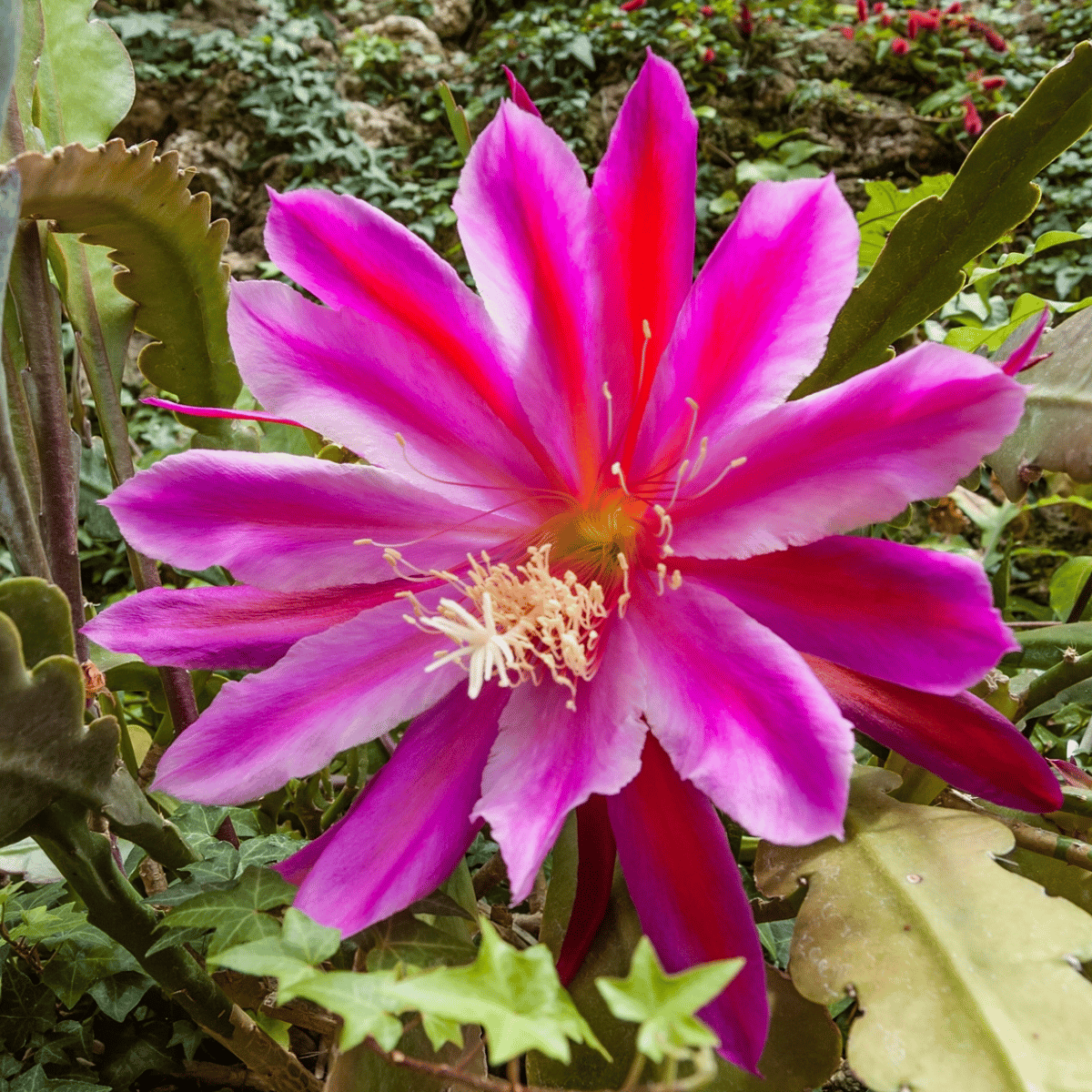 Red Brahma Kamal - (Saussurea obvallata)  (Bare Rooted)