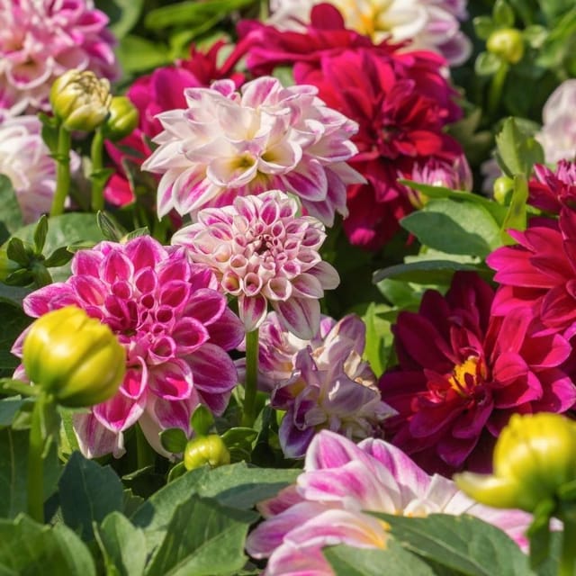 Dahlia Mixed Flower Seeds Online (Pack of 20  Seeds)