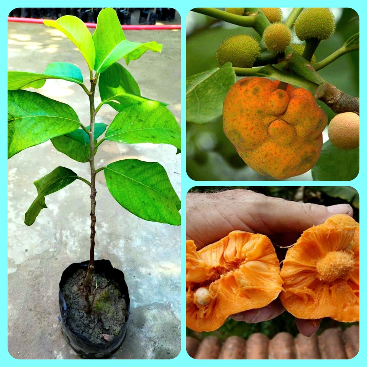 Original Variety  Monkey Fruit Plant Dhafol Fruit Plant