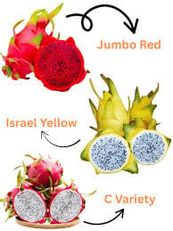 Dragon Fruit Plant Combo