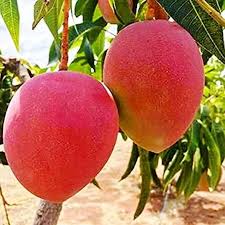 Miyazaki Mango Plant | Egg of the Sun (Taiyo no Tamago) | Grafted (2-3 Feet Height)