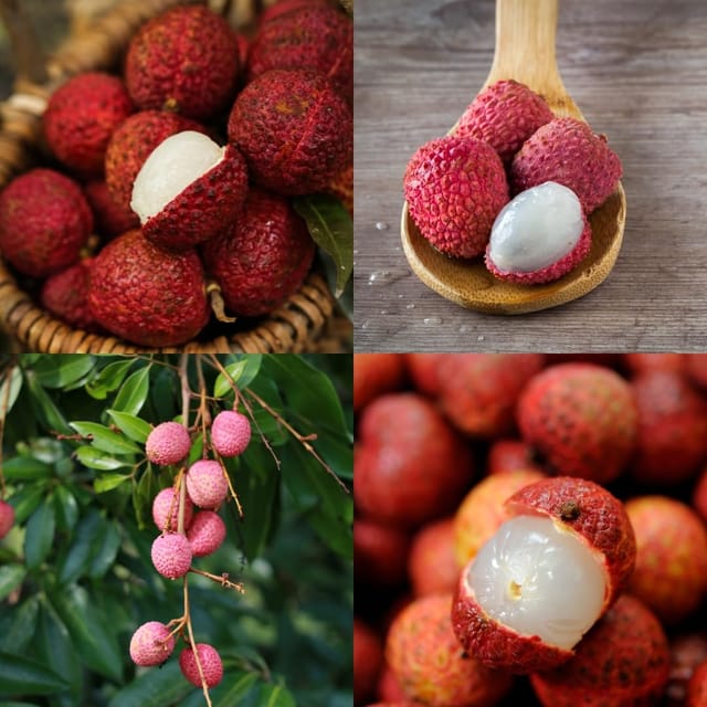 Muzaffarpur Litchi Plant