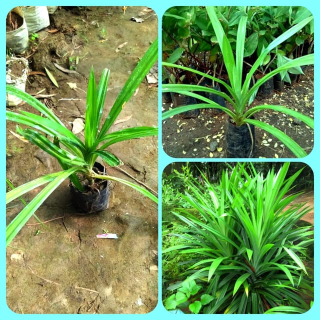Biriyani Leaf Plant