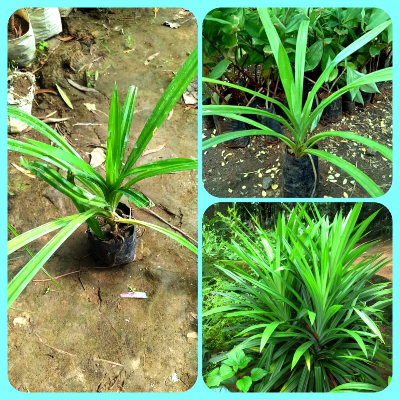 Biriyani Leaf Plant