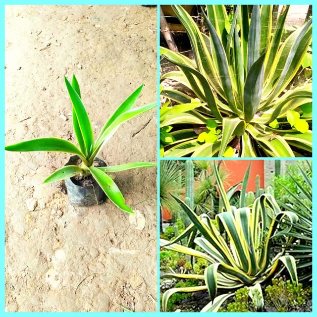 Agave Americana – Century Plant