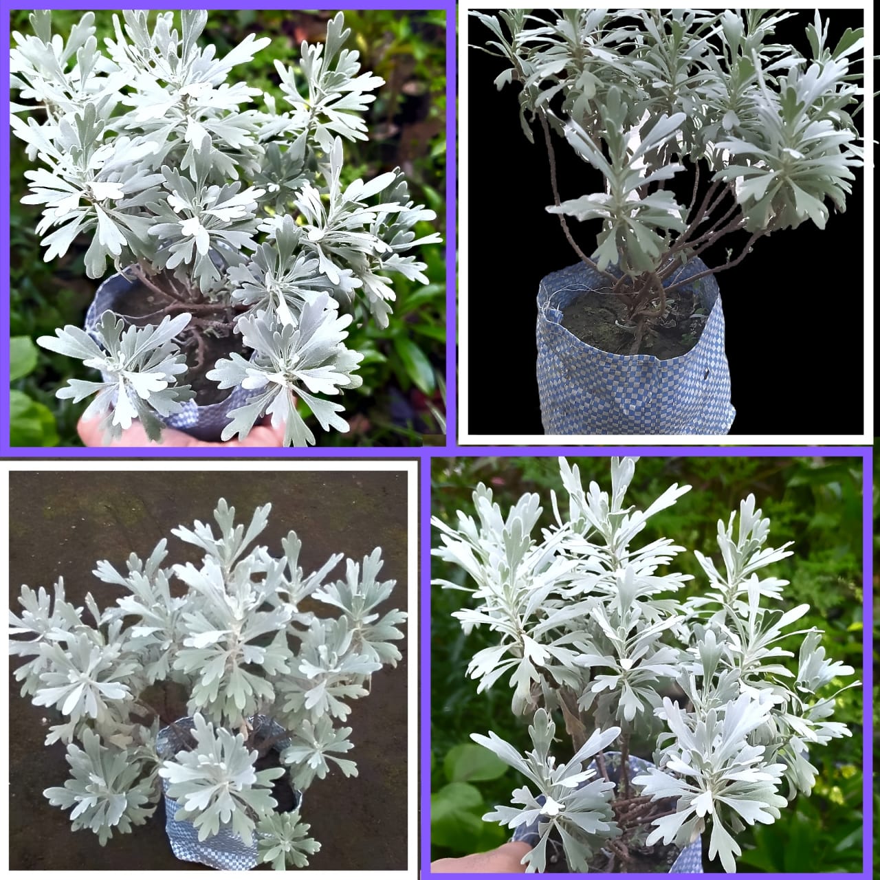 Lavender Flower Plant