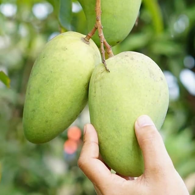 All Tme Katimon Mango Plant ( Thailand Verity )