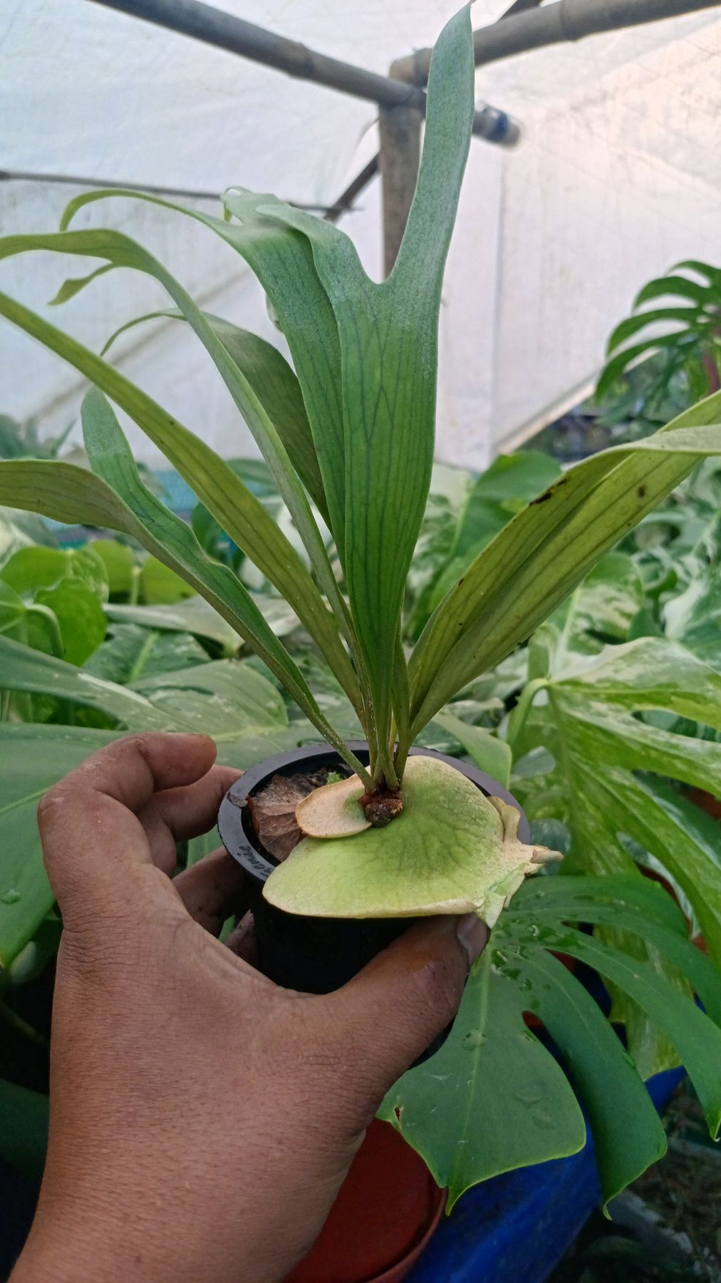 ...