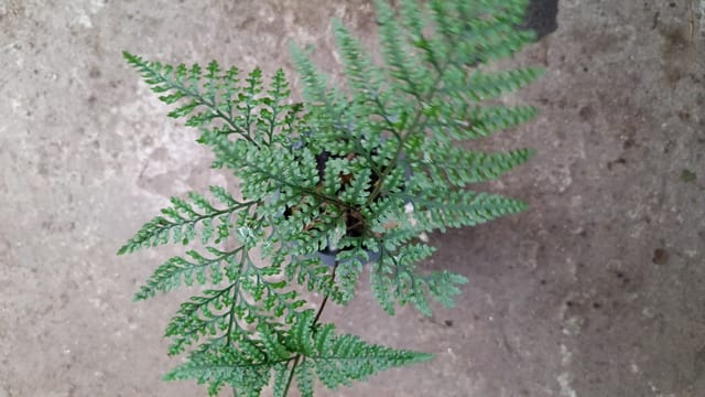 Rabbit’s Foot Fern (Davallia)  Plant