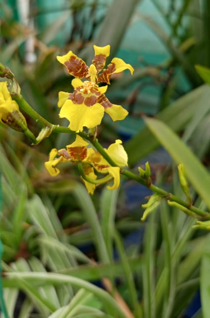 Oncidium Orchid (Dancing Lady) Plant
