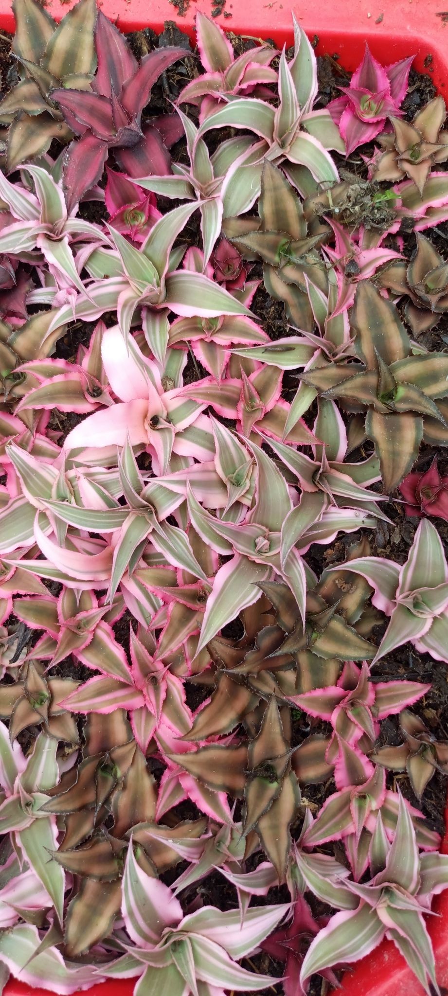 Cryptanthus Plant (Earth Star Plant) Pack of 5