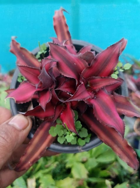 Cryptanthus Plant (Earth Star Plant) Pack of 5