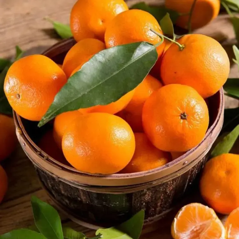 Sweet Mandarin Orange  Plant