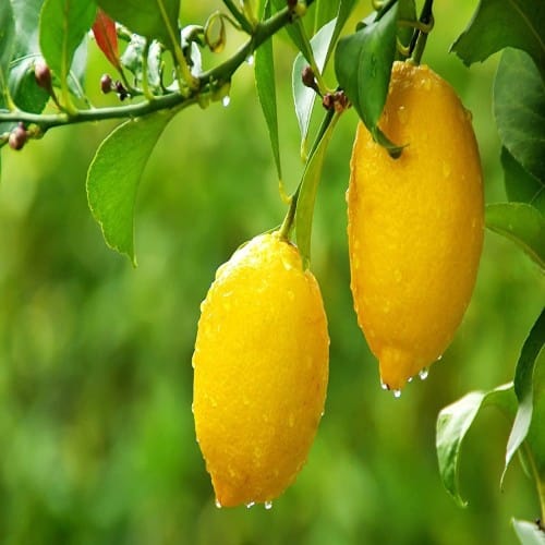 Thai All Time Gandharaj Lemon Plant