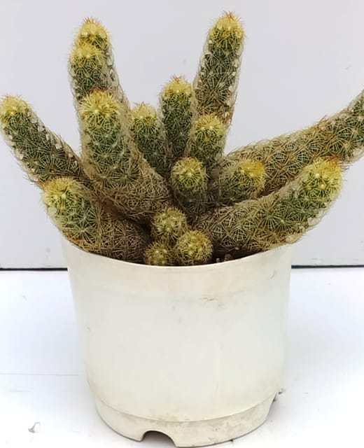 Phulwari Cactus Plant Barerooted