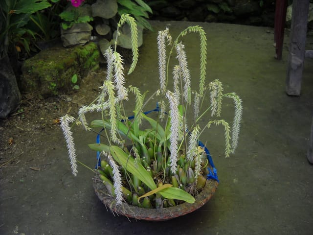 Bulbophyllum Hirtum Orchid Plant