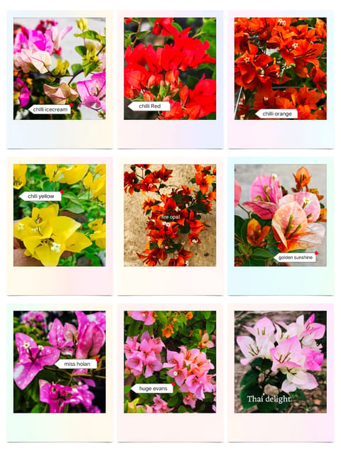Rare Bougainvillea Pack of 9 Plants - Genuine ID with Tag