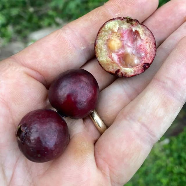 Purple Guava Plant